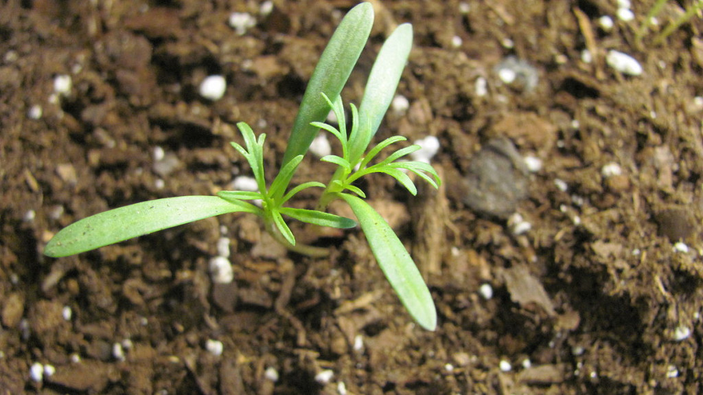 Calling all community gardeners